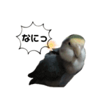 うちのインコ5（個別スタンプ：9）