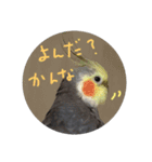 うちのインコ5（個別スタンプ：11）