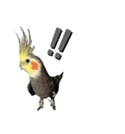 うちのインコ5（個別スタンプ：12）