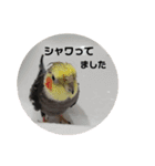 うちのインコ5（個別スタンプ：14）