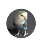 うちのインコ5（個別スタンプ：15）