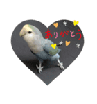 うちのインコ5（個別スタンプ：16）