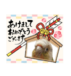 ウロコインコのうりPart9（個別スタンプ：23）