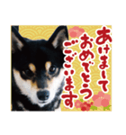 柴犬 黒柴きのこの日常11 お正月編（個別スタンプ：3）