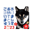 柴犬 黒柴きのこの日常11 お正月編（個別スタンプ：5）