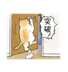 猫の年末年始、クリスマス、日常用スタンプ（個別スタンプ：36）