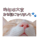 つくなずちゃんの年末年始♡実写ねこ（個別スタンプ：2）