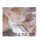 つくなずちゃんの年末年始♡実写ねこ（個別スタンプ：5）