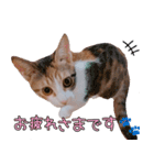 つくなずちゃんの年末年始♡実写ねこ（個別スタンプ：10）