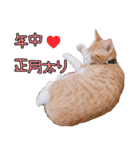 つくなずちゃんの年末年始♡実写ねこ（個別スタンプ：12）