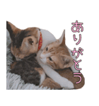 つくなずちゃんの年末年始♡実写ねこ（個別スタンプ：15）