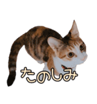 つくなずちゃんの年末年始♡実写ねこ（個別スタンプ：17）