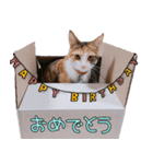 つくなずちゃんの年末年始♡実写ねこ（個別スタンプ：18）