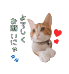 つくなずちゃんの年末年始♡実写ねこ（個別スタンプ：19）