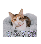 つくなずちゃんの年末年始♡実写ねこ（個別スタンプ：22）