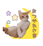 つくなずちゃんの年末年始♡実写ねこ（個別スタンプ：28）