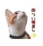 つくなずちゃんの年末年始♡実写ねこ（個別スタンプ：31）