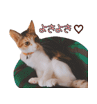 つくなずちゃんの年末年始♡実写ねこ（個別スタンプ：32）