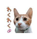 つくなずちゃんの年末年始♡実写ねこ（個別スタンプ：37）