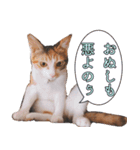 つくなずちゃんの年末年始♡実写ねこ（個別スタンプ：38）