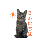 くみふめちゃんず（個別スタンプ：1）