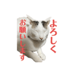 くみふめちゃんず（個別スタンプ：11）