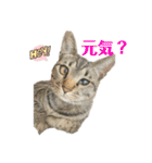 くみふめちゃんず（個別スタンプ：13）