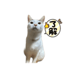 くみふめちゃんず（個別スタンプ：24）