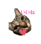 くみふめちゃんず（個別スタンプ：30）