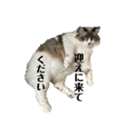 くみふめちゃんず（個別スタンプ：32）