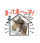 三毛猫おはぎのご挨拶PART2（個別スタンプ：6）