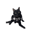 muta01（個別スタンプ：1）