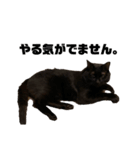 muta01（個別スタンプ：7）