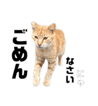 野良猫ノラネコのらねこ（個別スタンプ：14）