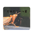 落ち着きが無い生き物（個別スタンプ：5）