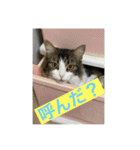とあるルナ子の生活（個別スタンプ：10）