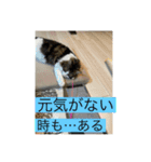 とあるルナ子の生活（個別スタンプ：21）