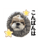 こてつ君の挨拶文（個別スタンプ：3）