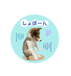 シェルティ×ハスキーの颯太（個別スタンプ：1）