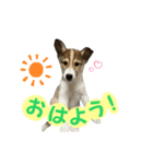 シェルティ×ハスキーの颯太（個別スタンプ：2）