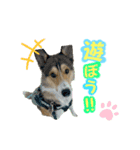 シェルティ×ハスキーの颯太（個別スタンプ：6）