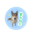 シェルティ×ハスキーの颯太（個別スタンプ：7）