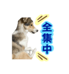 シェルティ×ハスキーの颯太（個別スタンプ：8）