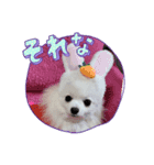 白ポメ3匹の日常（個別スタンプ：1）