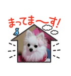 白ポメ3匹の日常（個別スタンプ：3）