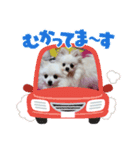 白ポメ3匹の日常（個別スタンプ：4）