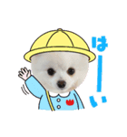 白ポメ3匹の日常（個別スタンプ：7）