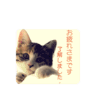 三毛猫おはぎのご挨拶PART3（個別スタンプ：3）