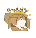 【ねこ】いとしのふとし ver.1(修正版)（個別スタンプ：1）