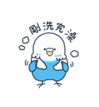 Bebe budgerigar 3 (オウム.鳥.tori)（個別スタンプ：21）